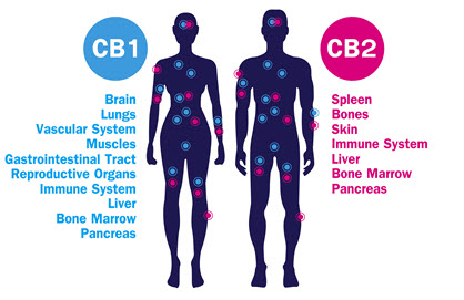 Endocannabinoid System